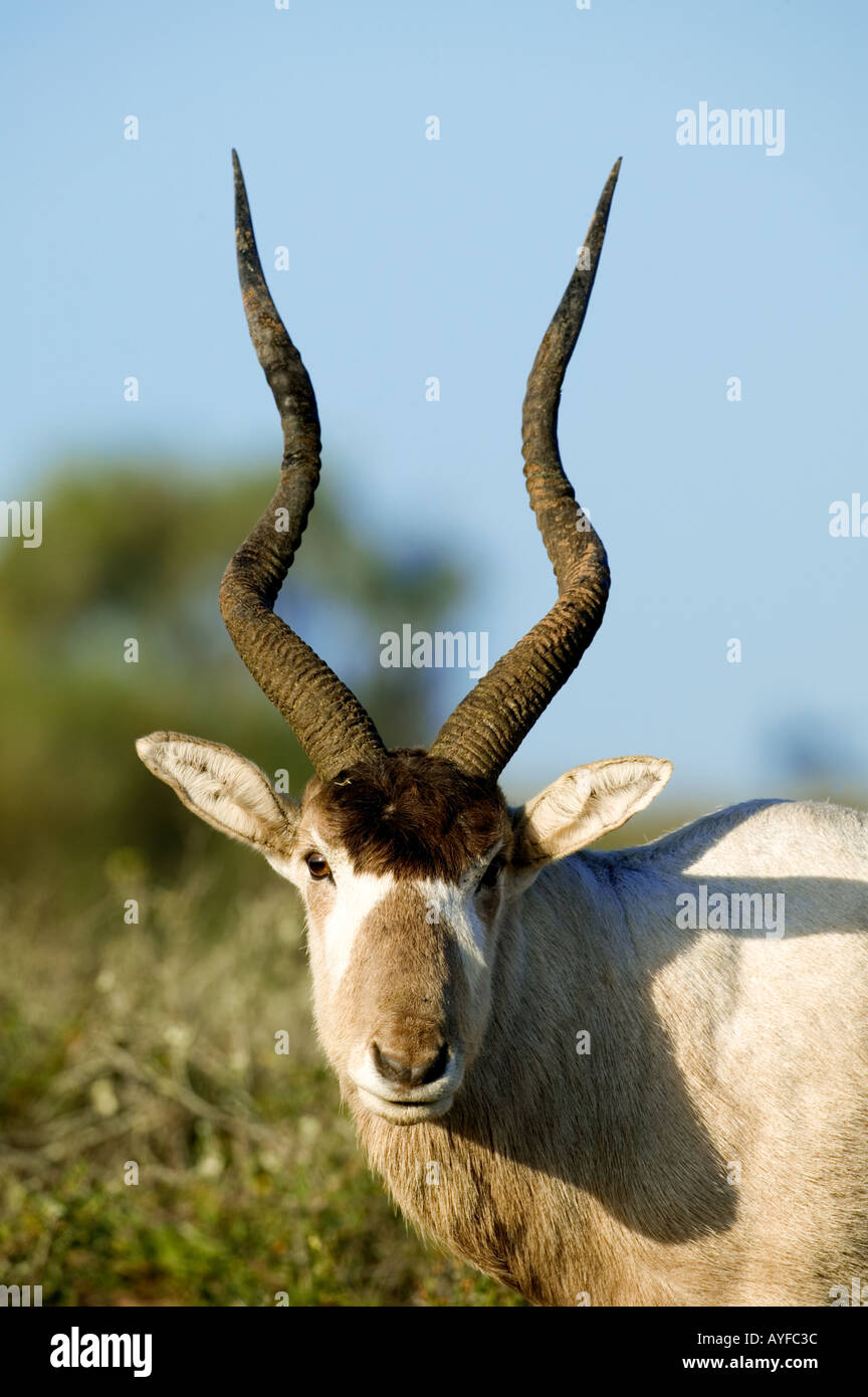 Antilope Addax Addax nasomaculatus arides de l'Afrique du Nord mais éteinte pendant la plus grande partie de son aire de répartition Banque D'Images Antilope Addax Addax nasomaculatus arides de l'Afrique du Nord mais éteinte pendant la plus grande partie de son aire de répartition Banque D'Images