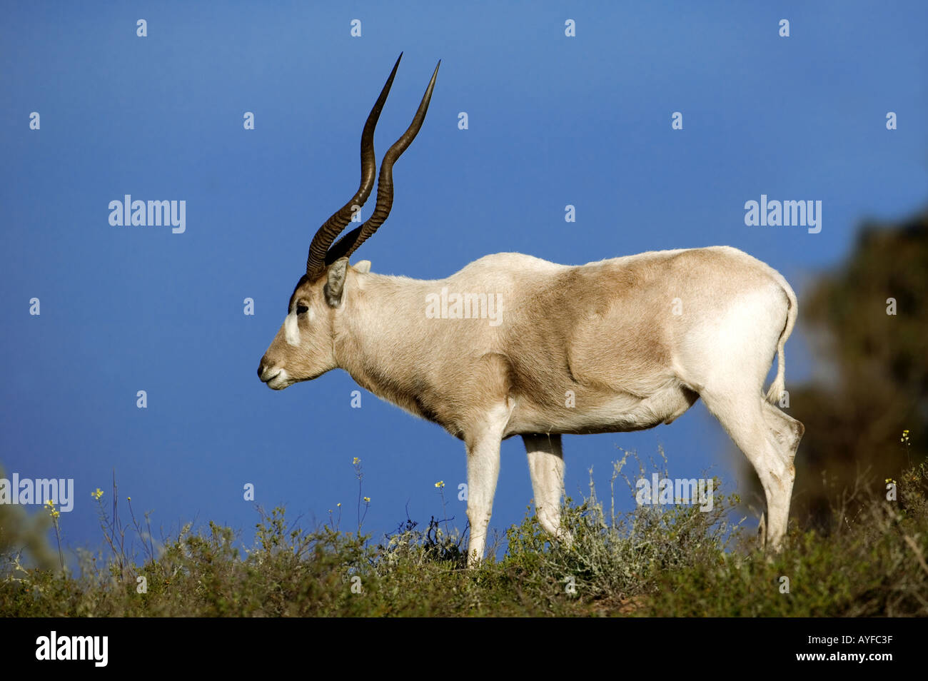Antilope Addax Addax nasomaculatus arides de l'Afrique du Nord mais éteinte pendant la plus grande partie de son aire de répartition Banque D'Images Antilope Addax Addax nasomaculatus arides de l'Afrique du Nord mais éteinte pendant la plus grande partie de son aire de répartition Banque D'Images