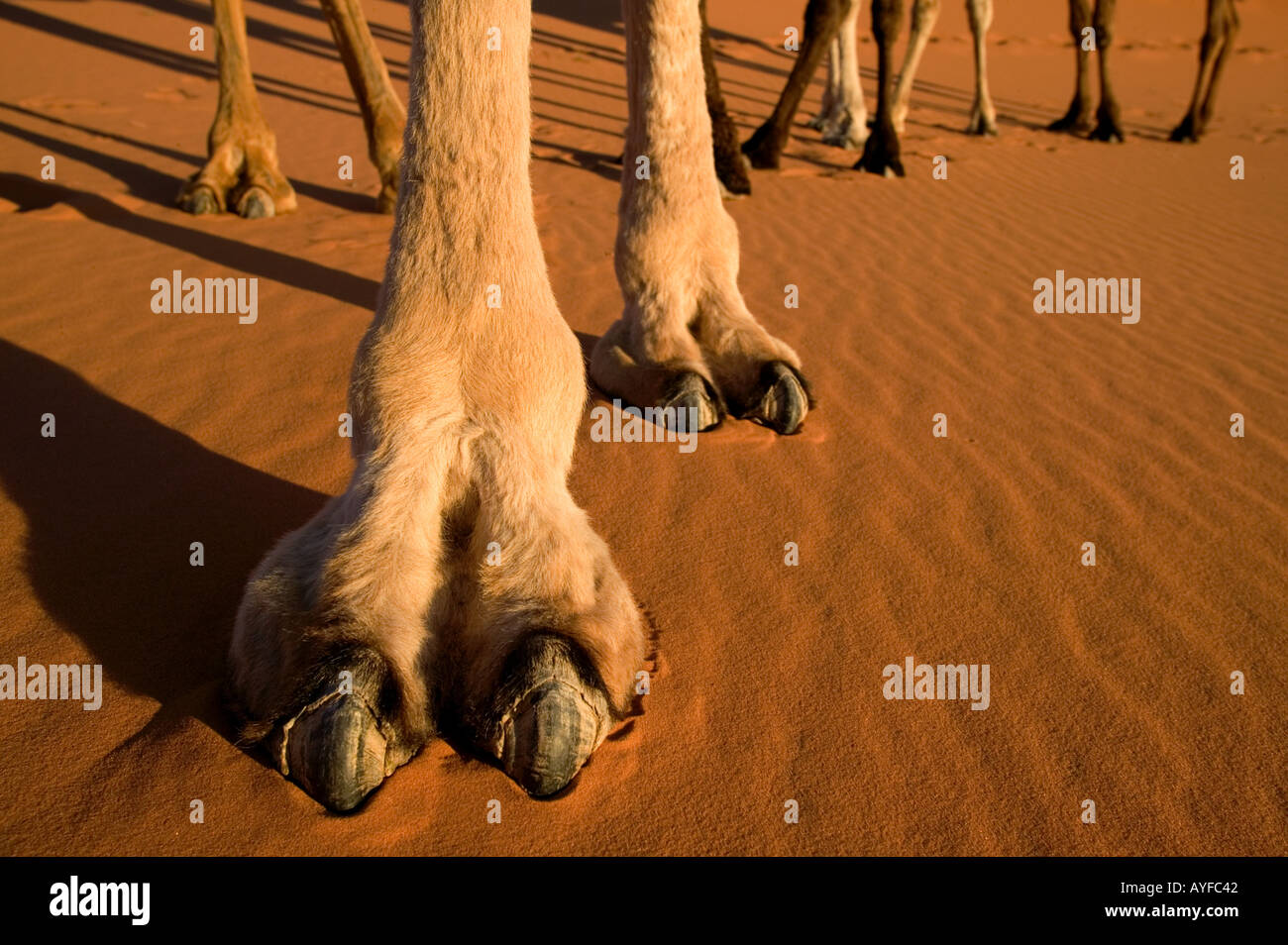 Chameau Camelus dromedarius pieds ont large télévision leathery pads avec deux orteils sur chaque pied en Afrique du Nord et de la péninsule arabique Banque D'Images
