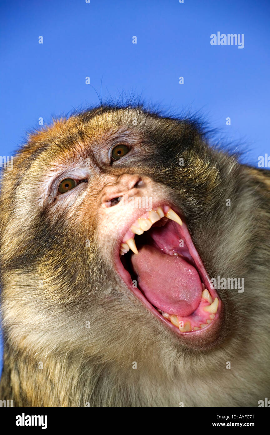 Barbary Macaque Macaca sylvanus afficher menace les espèces vulnérables Gibraltar Maroc Algérie Banque D'Images Barbary Macaque Macaca sylvanus afficher menace les espèces vulnérables Gibraltar Maroc Algérie Banque D'Images