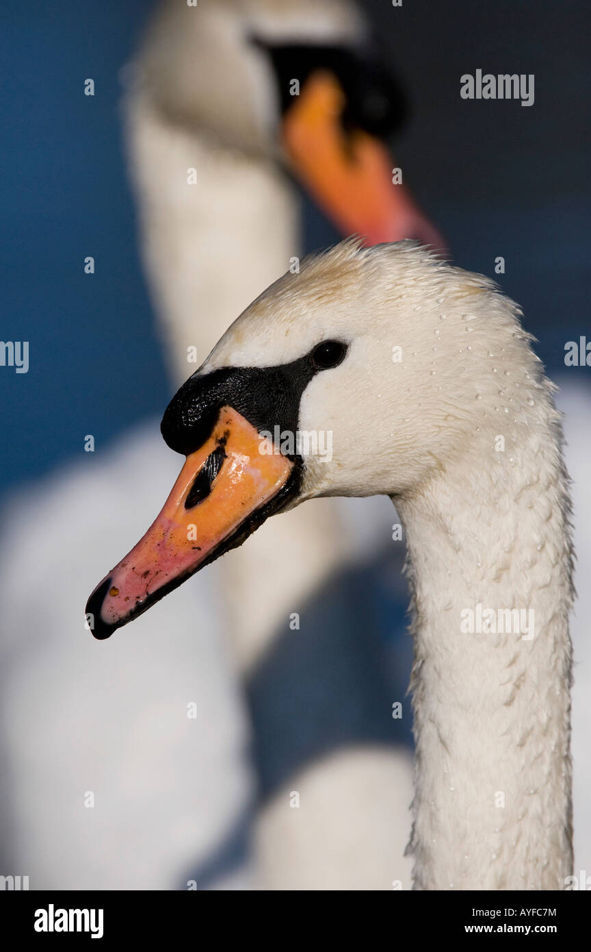 Cygnus olor. Le Cygne tuberculé Banque D'Images