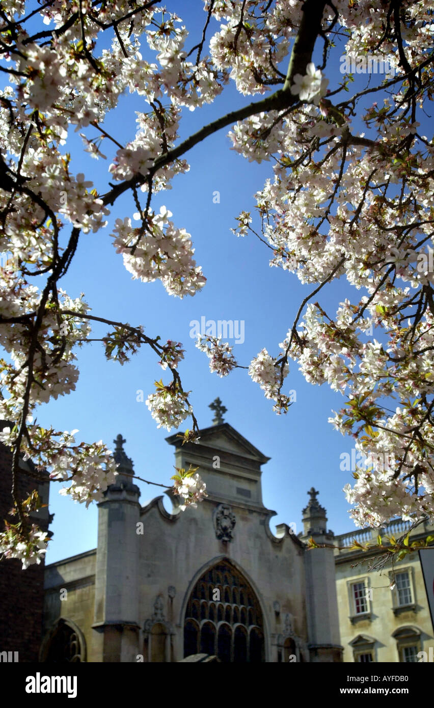 Cherry Blossom à Cambridge UK Banque D'Images