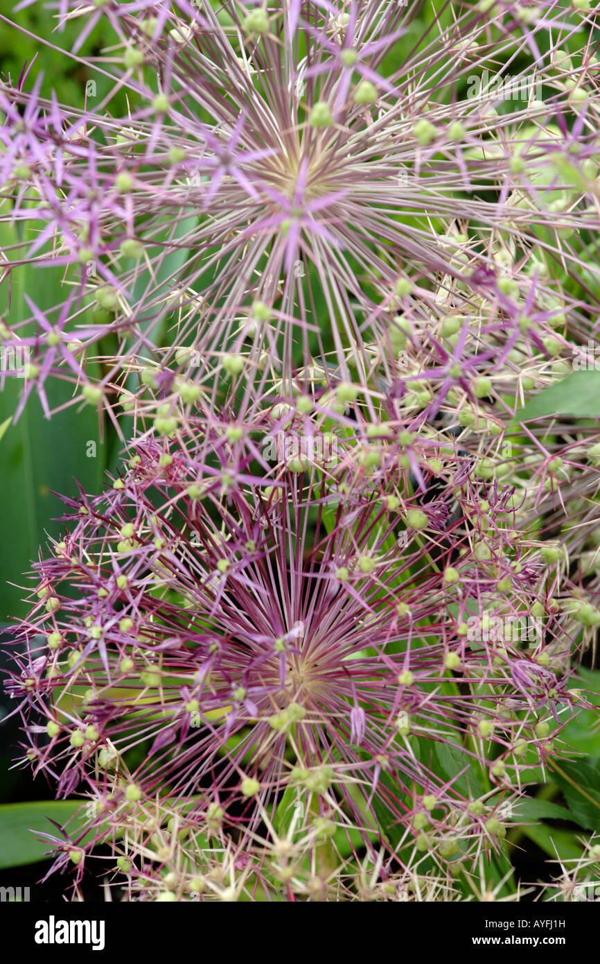 L'allium seedheads Banque D'Images