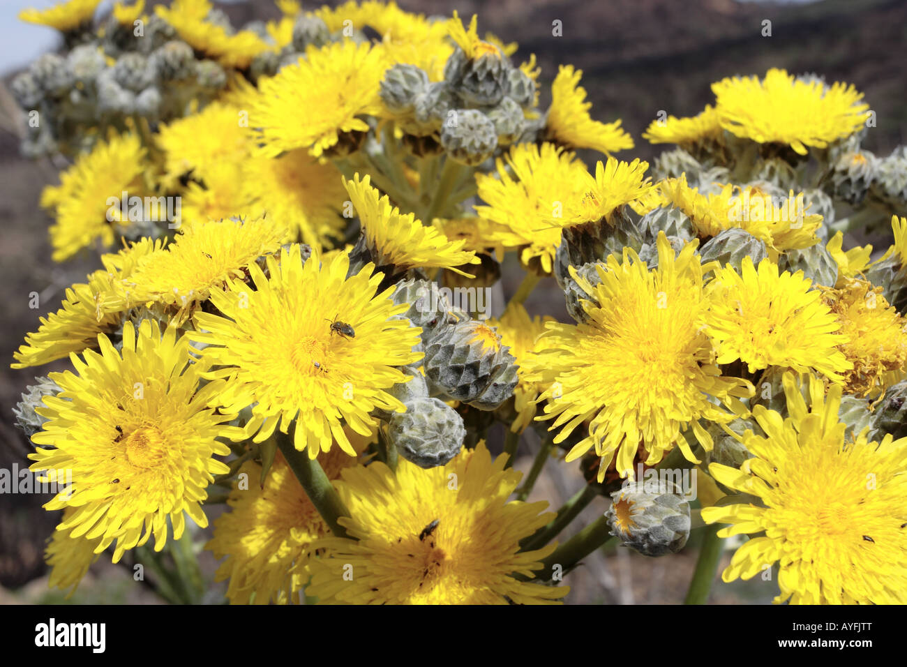 Sonchus Acaulis un type d'Asteraceae trouvés à Tenerife et Gran Canaria Îles Canaries Espagne Banque D'Images