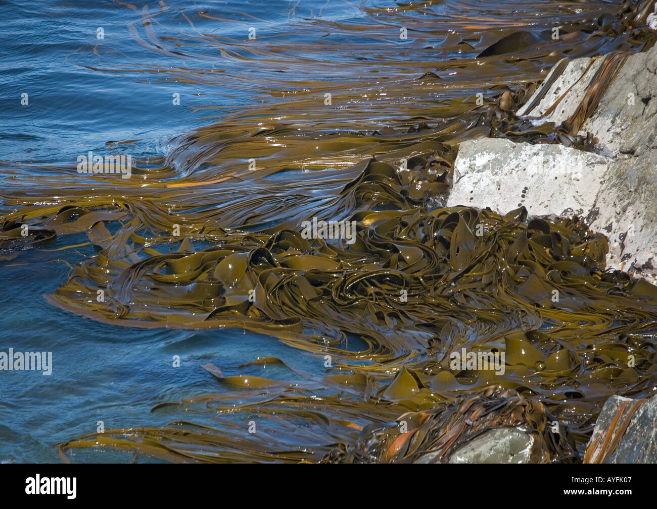 Bull d'algues brunes près de Kaikoura ile sud Nouvelle Zelande (Durvillea antarctica) Banque D'Images