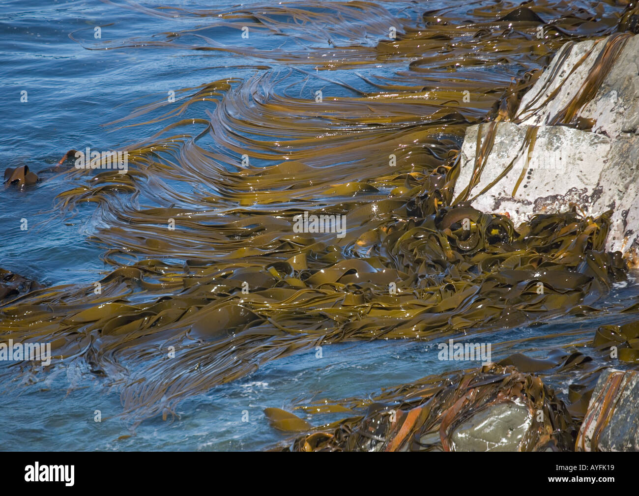 Bull kelp Durvillea antarctica chambres près de Kaikoura ile sud Nouvelle Zelande Banque D'Images