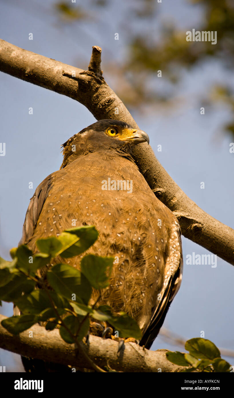 L'INDE PANNA PARC NATIONAL près de Spilornis cheela Crested Eagle Serpent assis dans un arbre dans le Parc National de Panna Banque D'Images