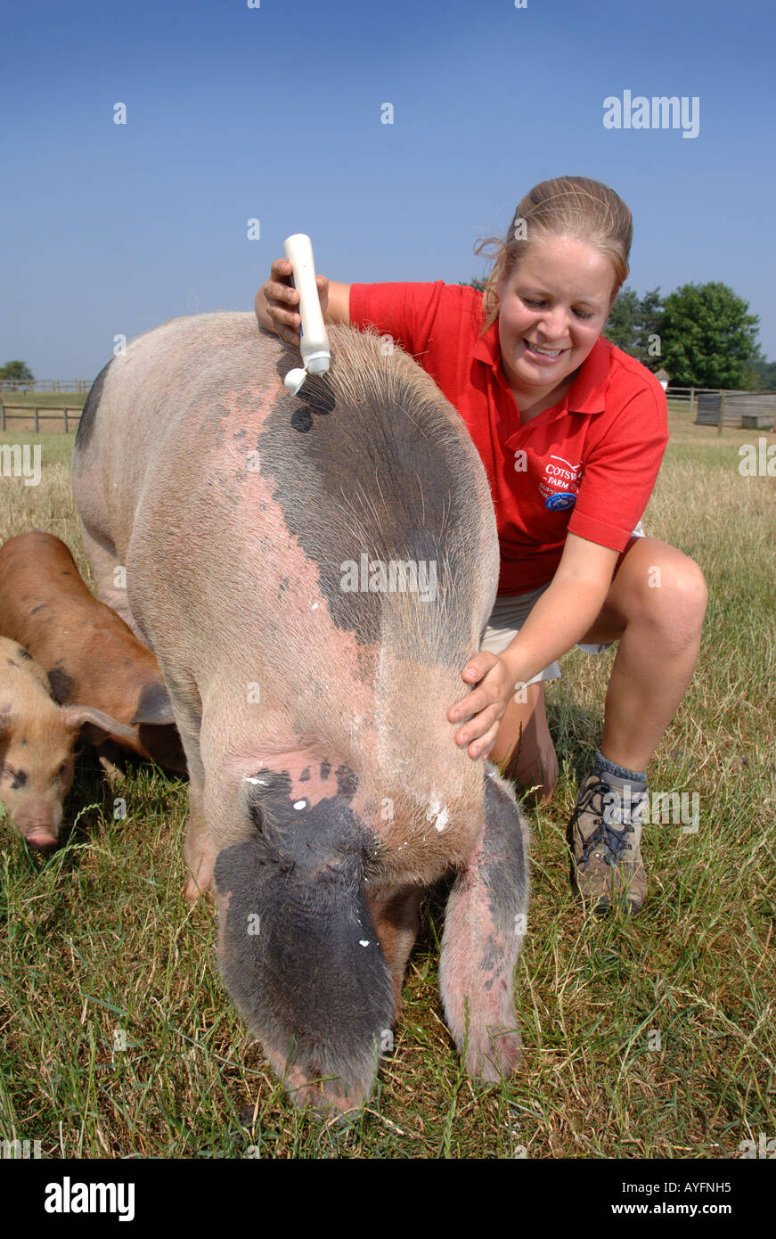 Un parc agricole ASSISTANT APPLIQUE UN ÉCRAN SOLAIRE POUR LES OREILLES D'UN VIEUX GLOUCESTER PLACE SOW AU COTSWOLD FARM PARK Banque D'Images