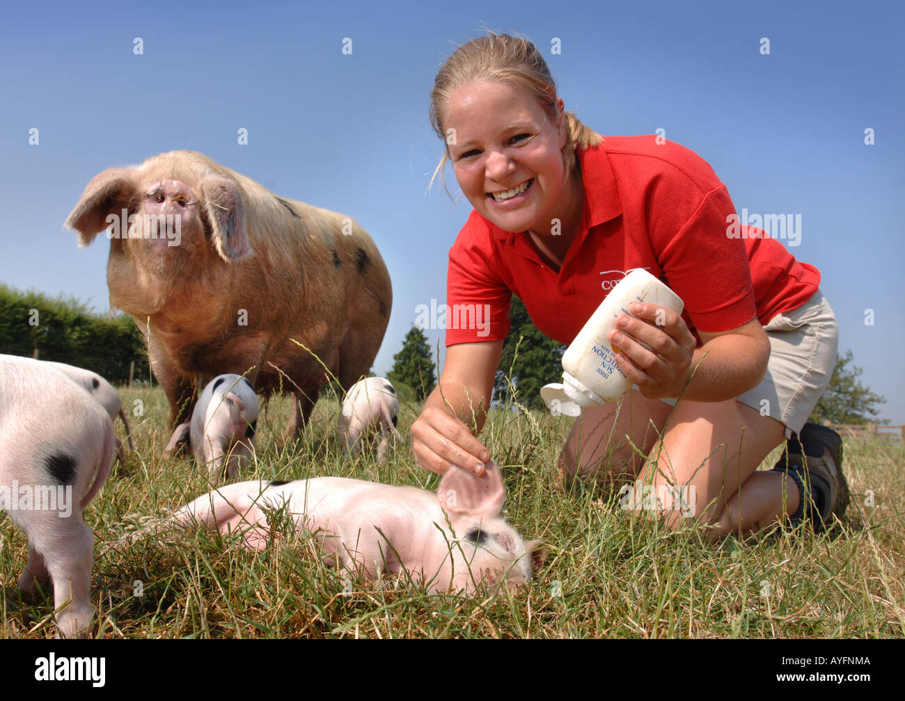 Un parc agricole ASSISTANT APPLIQUE UN ÉCRAN SOLAIRE POUR LES OREILLES D'UN PORCELET GLOUCESTER VIEUX SPOT AU COTSWOLD FARM PARK Banque D'Images