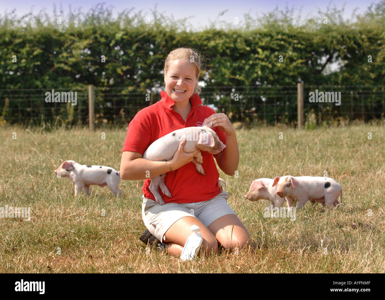 Un parc agricole ASSISTANT APPLIQUE UN ÉCRAN SOLAIRE POUR LES OREILLES D'UN PORCELET GLOUCESTER VIEUX SPOT AU COTSWOLD FARM PARK Banque D'Images