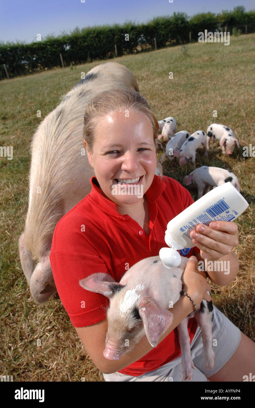 Un parc agricole ASSISTANT APPLIQUE UN ÉCRAN SOLAIRE POUR LES OREILLES D'UN PORCELET GLOUCESTER VIEUX SPOT AU COTSWOLD FARM PARK Banque D'Images