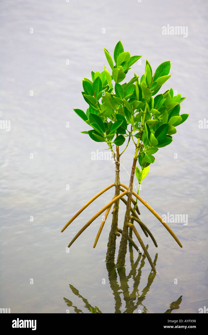 Les jeunes plantes de la Mangrove - Ile Maurice Banque D'Images