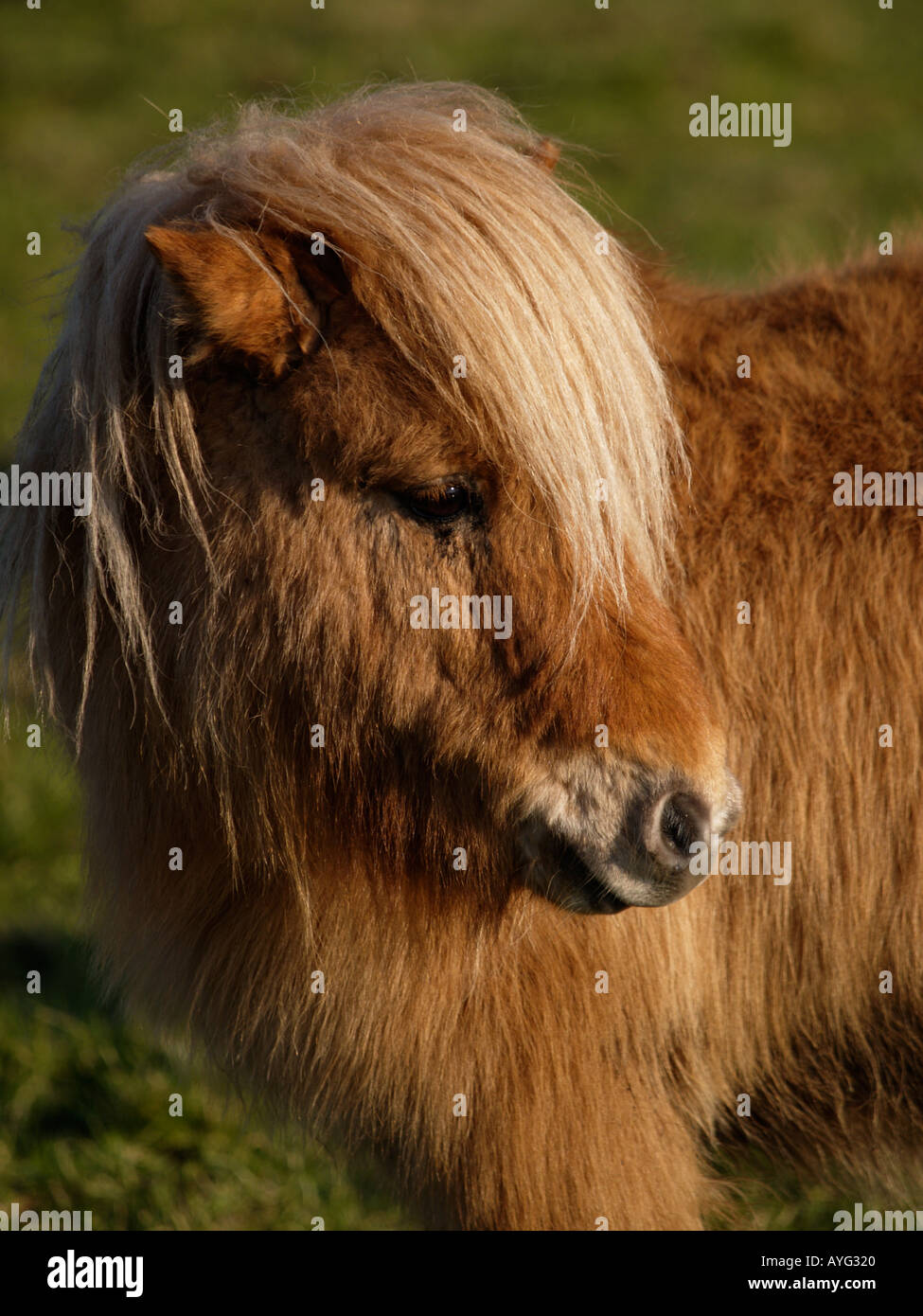 Portrait d'un poney Shetland couleur brun avec de longs cheveux brun fourrure laineuse de couleur marron. Banque D'Images