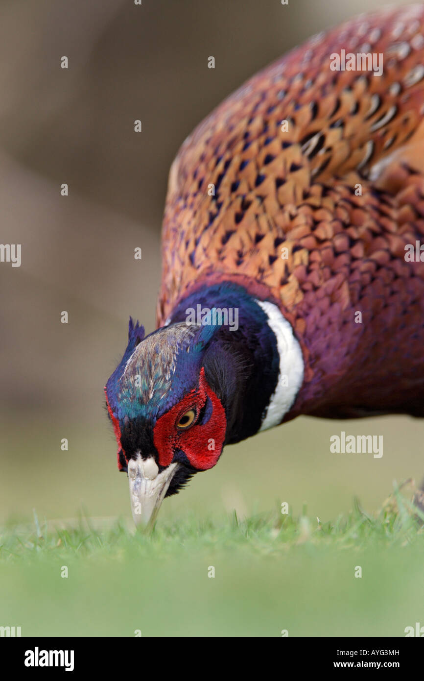 Faisan de Colchide Phasianus colchicus close up of male se nourrissant d'herbe Bedfordshire Potton Banque D'Images