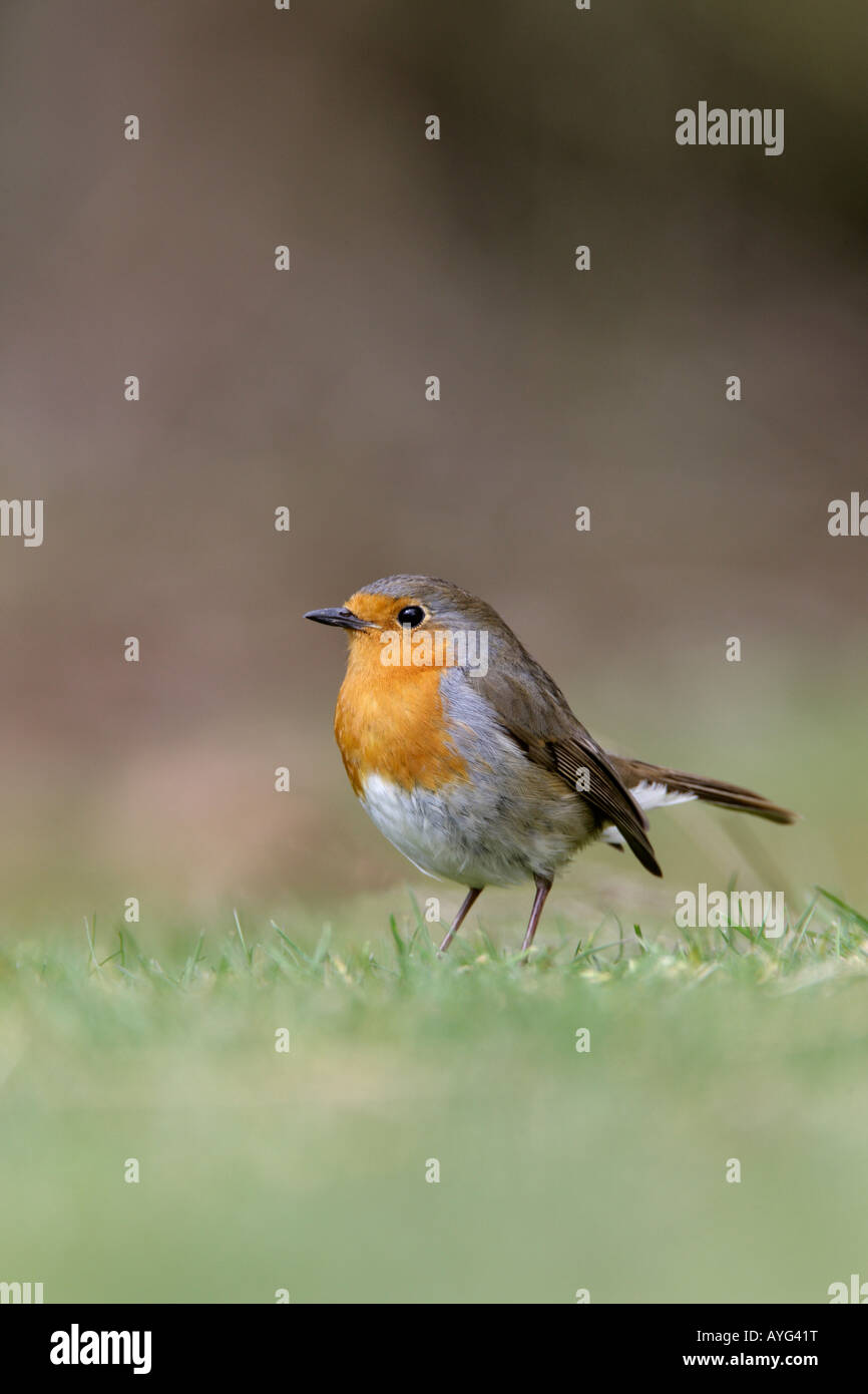 Erithacus rubecula aux abords sur le sol à la recherche d'alimentation alerte Bedfordshire Potton Banque D'Images Erithacus rubecula aux abords sur le sol à la recherche d'alimentation alerte Bedfordshire Potton Banque D'Images