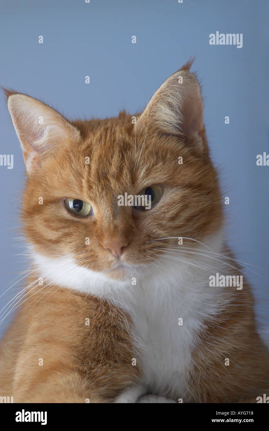 Portrait d'une femelle adulte ginger cat (Felis catus) le contact visuel avec l'appareil photo. Banque D'Images