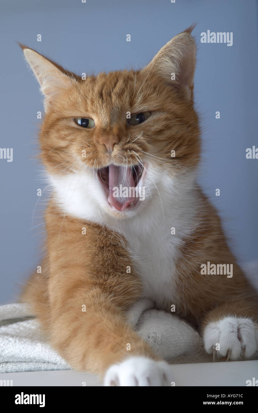 Femelle adulte ginger cat (Felis catus) à jusqu'à l'appareil photo et de donner l'impression qu'elle est en train de rire, parler ou le bâillement Banque D'Images