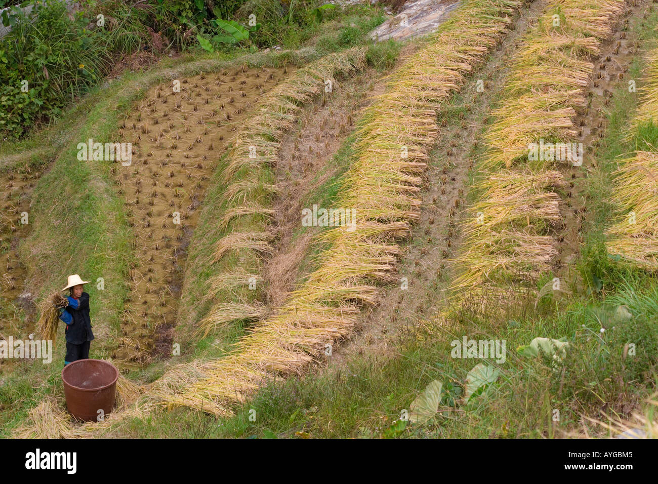 Femme d'agriculteurs pendant la saison des récoltes de riz battage Ping An Chine Longsheng Banque D'Images