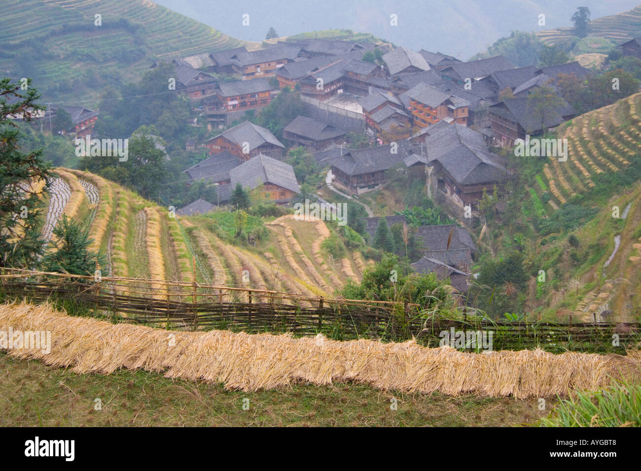 Terrasse de riz Domaines de Yao Village de Ping An pendant la saison des récoltes Longsheng Chine Banque D'Images