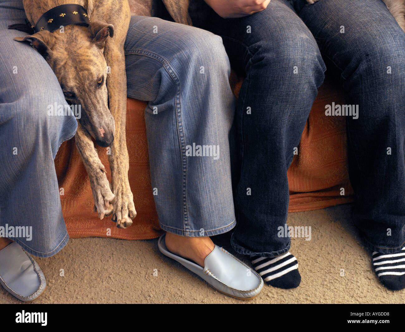 Greyhound couchée sur un canapé avec la famille Banque D'Images