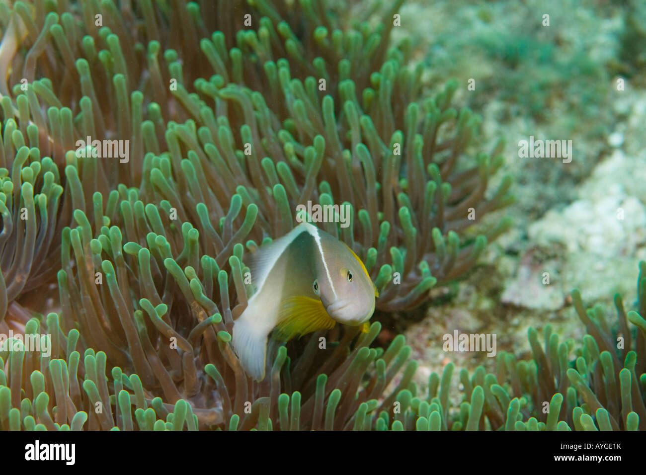 Afrique Kenya Parc National Marin de Watamu Skunk poisson clown Banque D'Images