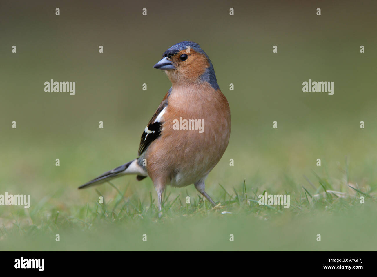 Chaffinch Fringilla coelebs mâle sur le sol à Potton alerte Bedfordshire Banque D'Images
