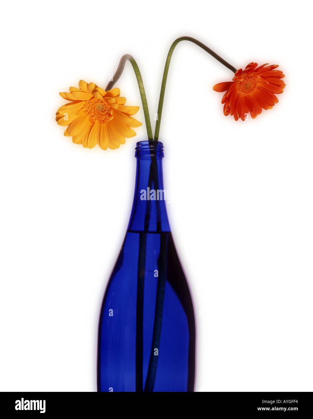 FLORA : Gerbera ou Barbeton Daisy (lat : Gerbera jamesonii) Banque D'Images