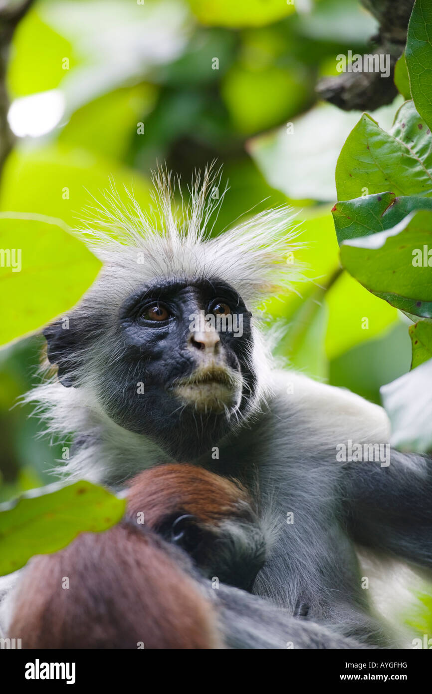 Afrique Tanzanie Zanzibar forêt de Jozani et de la baie du Parc National Kirks Singe Colobus rouge Banque D'Images