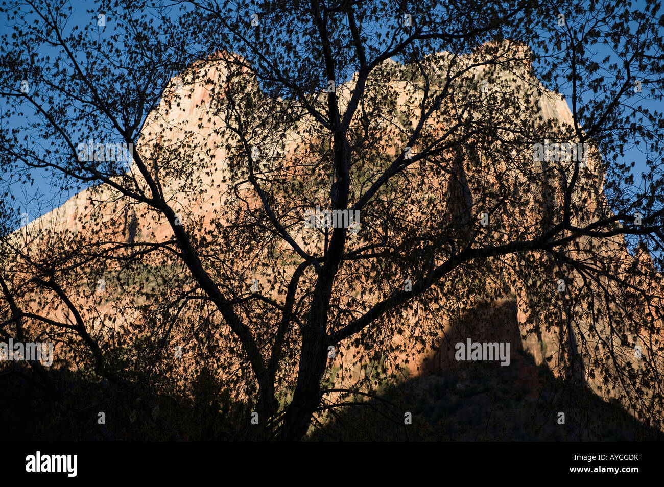 Fremont Populus fremontii) arborescence ci-dessous Cour des Patriarches, Zion National Park Utah Banque D'Images