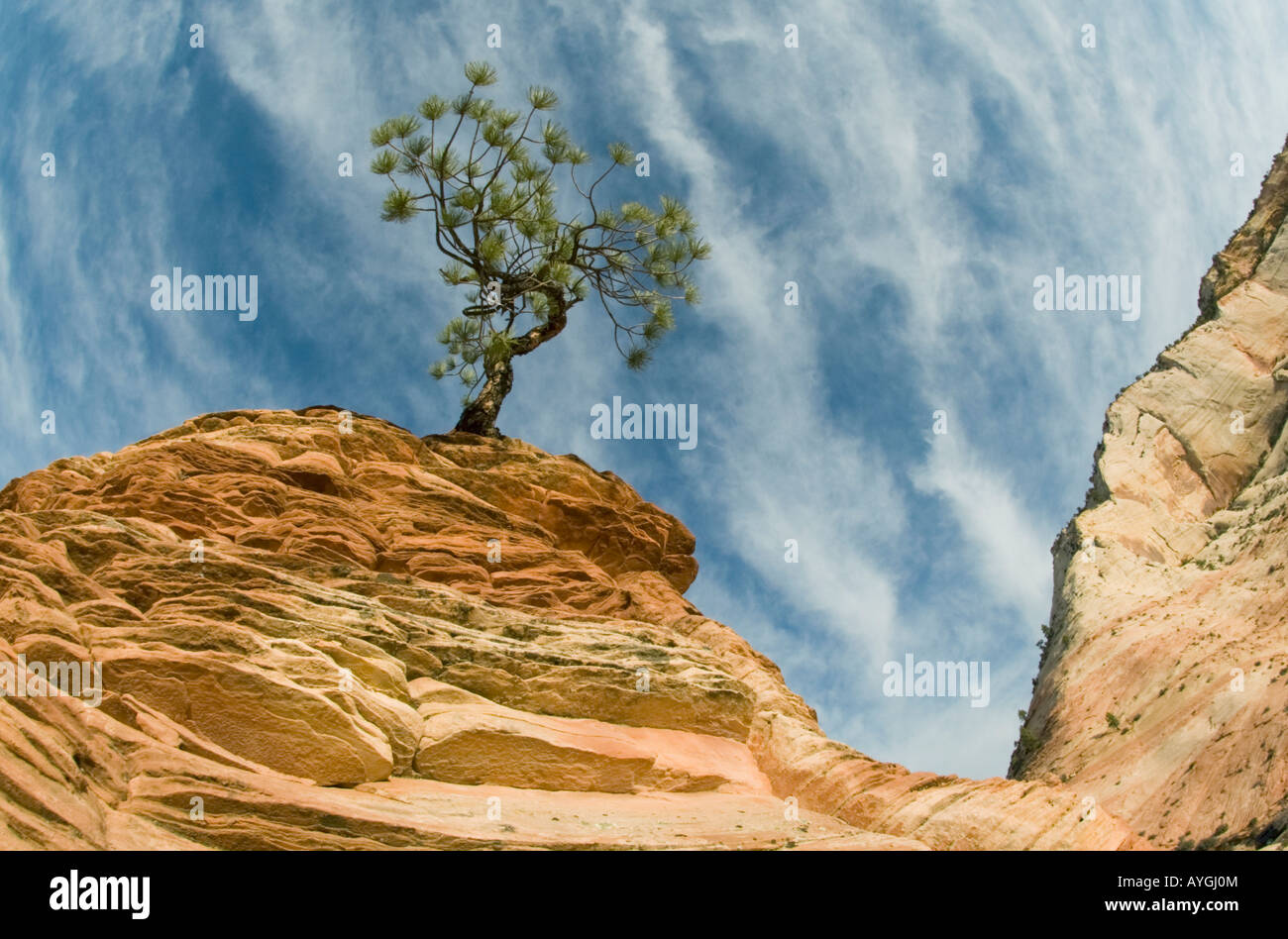 Le pin ponderosa sur l'affleurement de grès Zion National Park Utah Banque D'Images