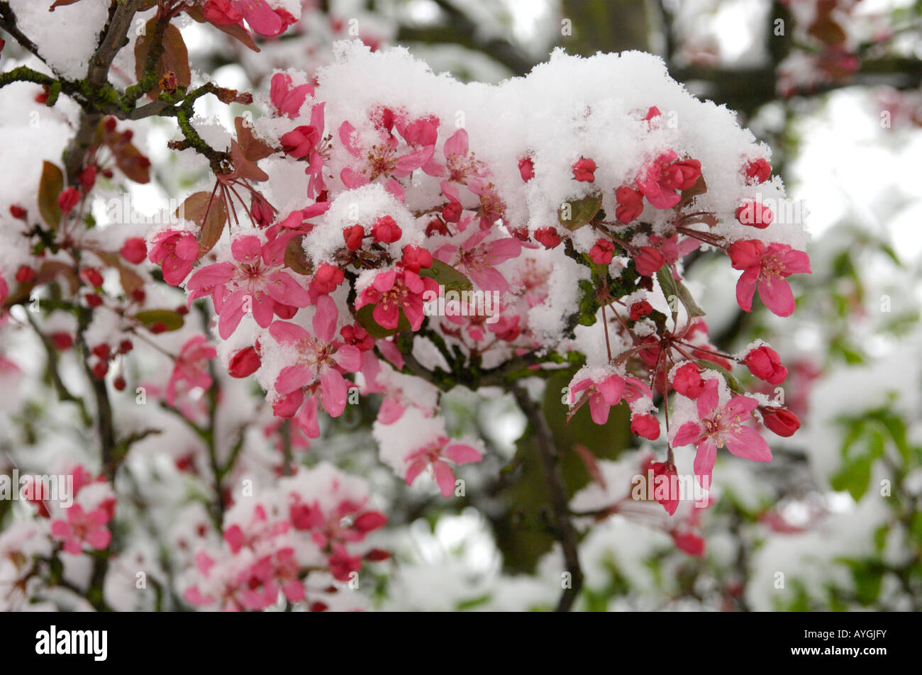 Neige sur Blossom Banque D'Images