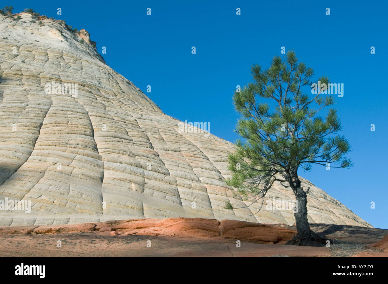 Le pin ponderosa (Pinus ponderosa) et Mesa en damier, Zion National Park Utah Banque D'Images