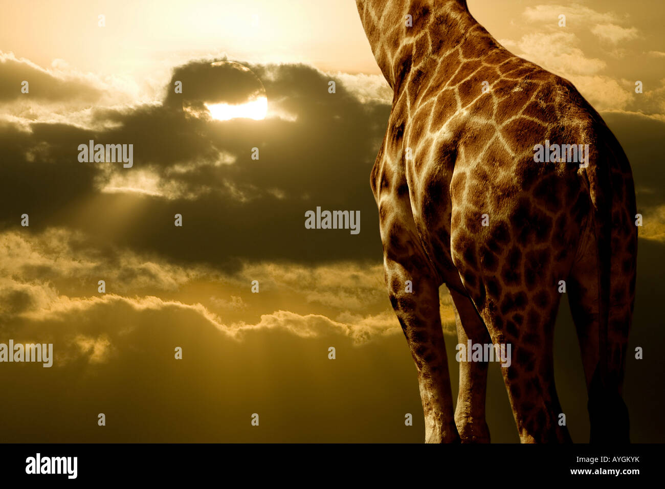 Girafe Rothschild et le coucher du soleil, au Kenya Banque D'Images