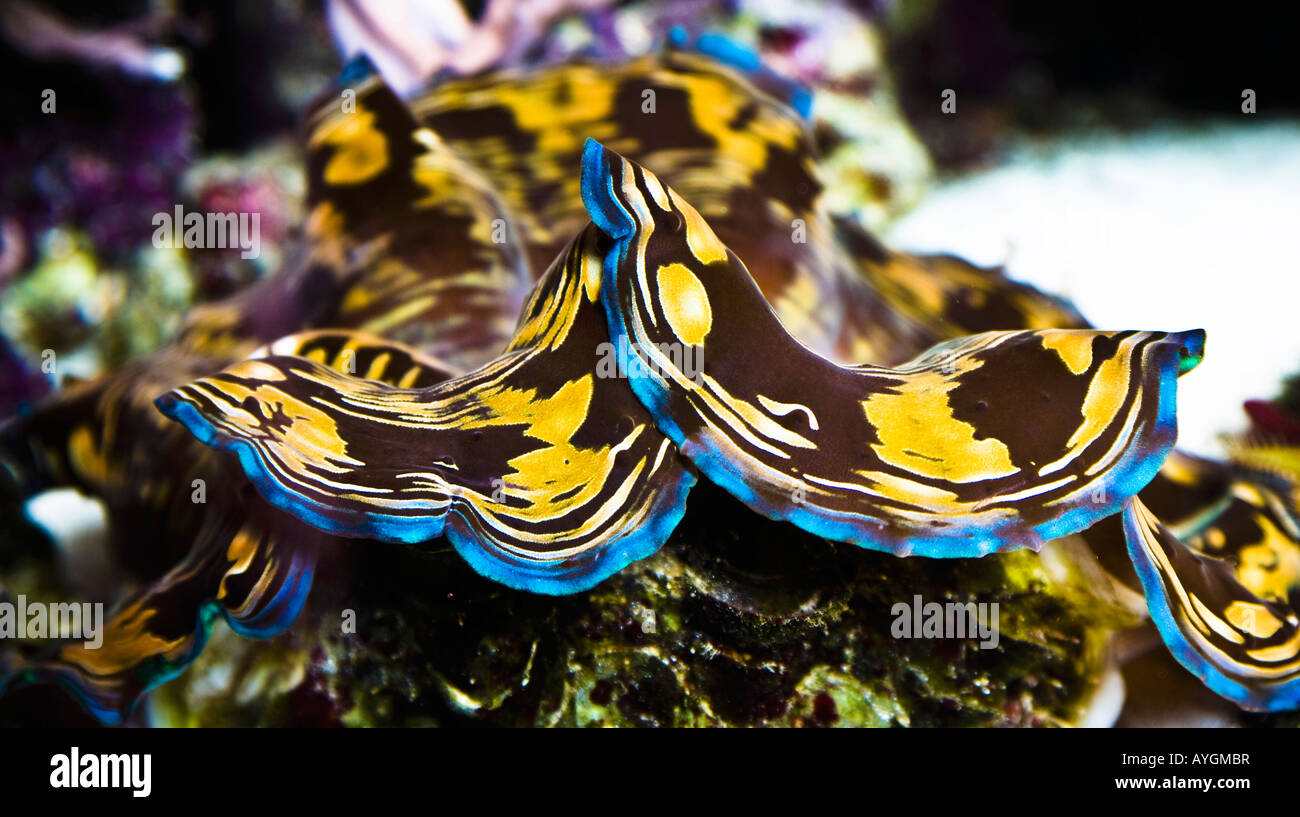 La vie marine dans un aquarium d'eau salée Banque D'Images