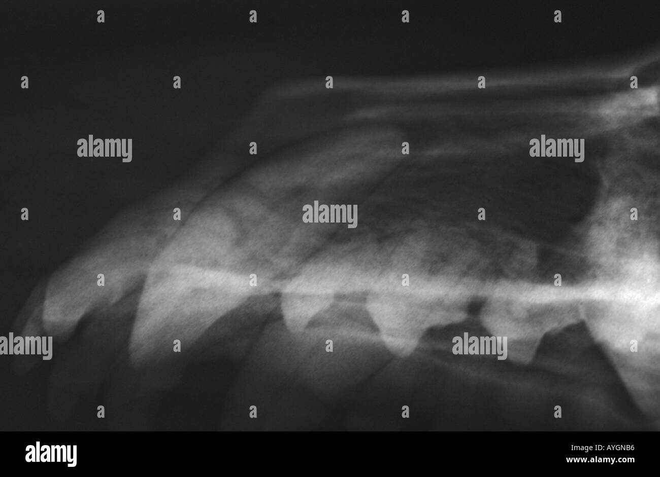 Xray de chiens mâchoire supérieure ou museau montrant Dent infectée (granulome périapical) Banque D'Images