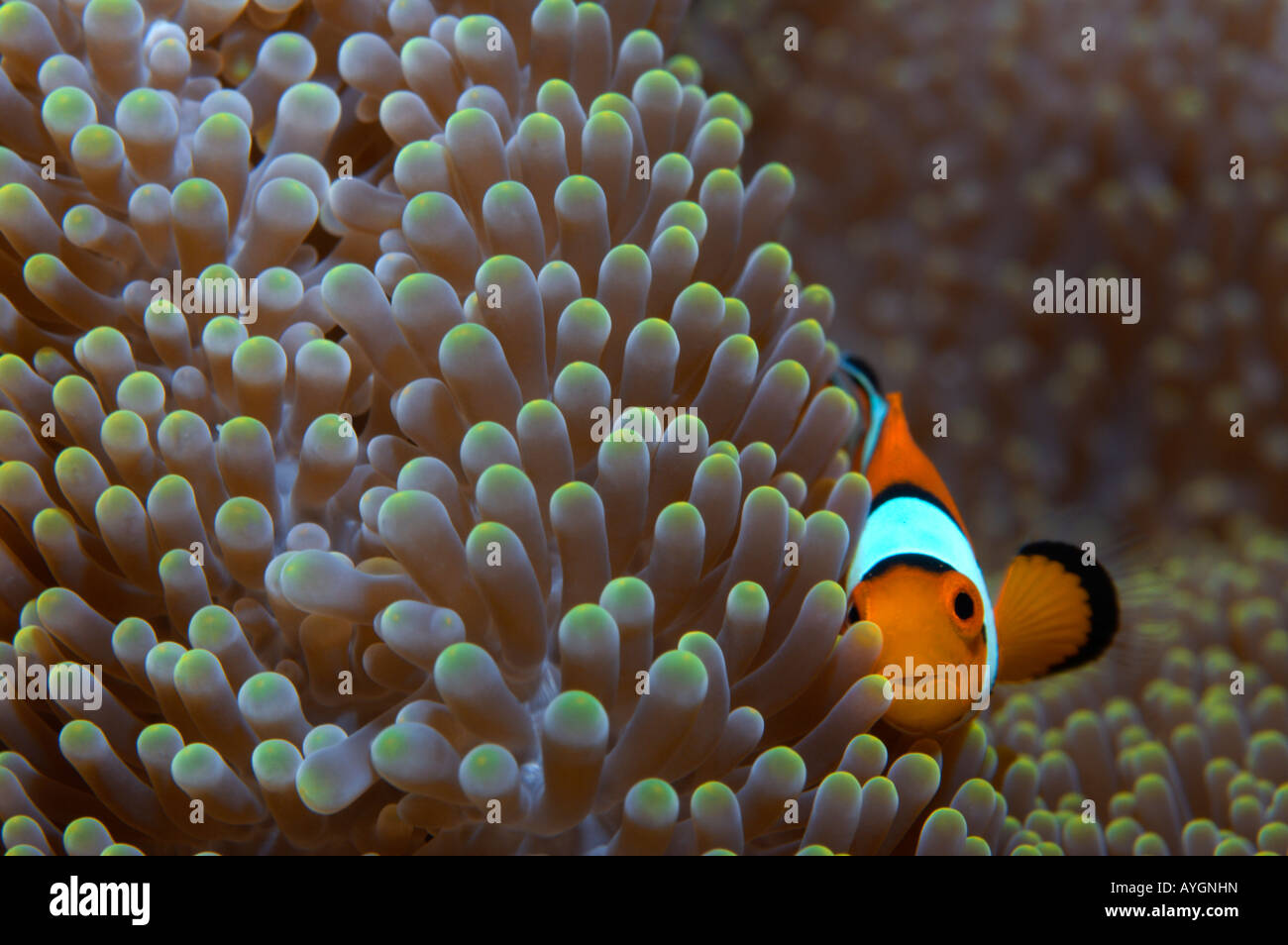 Poisson clown jaune sur la liberté d'Anenome, épave, Bali Tulamben Banque D'Images