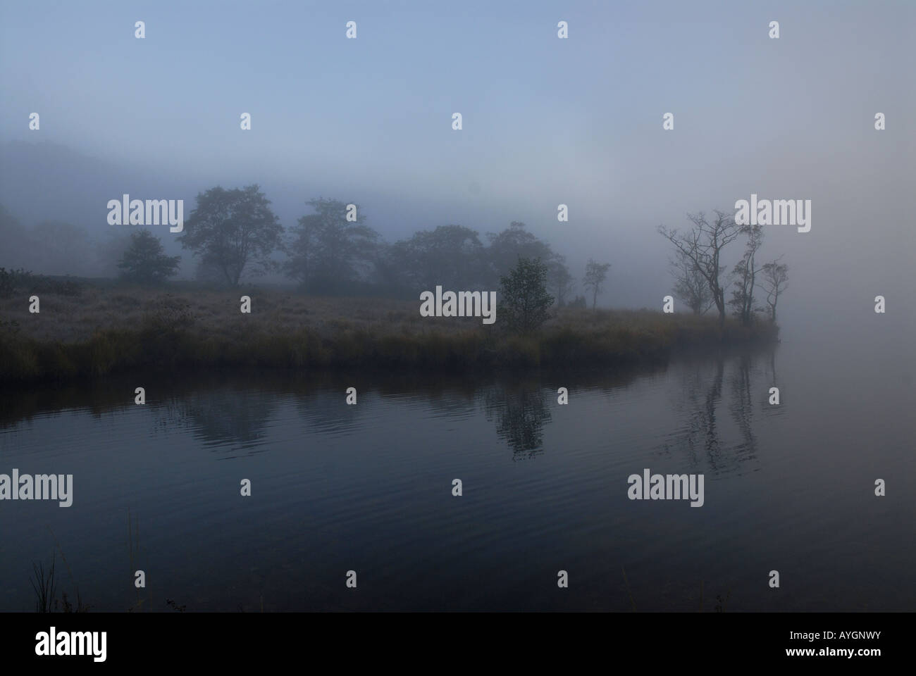 Tôt le matin, le brouillard et les arbres des rives à Llyn Gwynant. Le Parc National de Snowdonia. Le Nord du Pays de Galles au Royaume-Uni. Banque D'Images