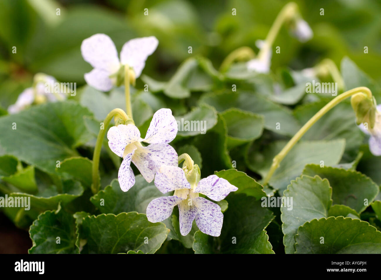 VIOLA SORORIA FRECKLES Banque D'Images