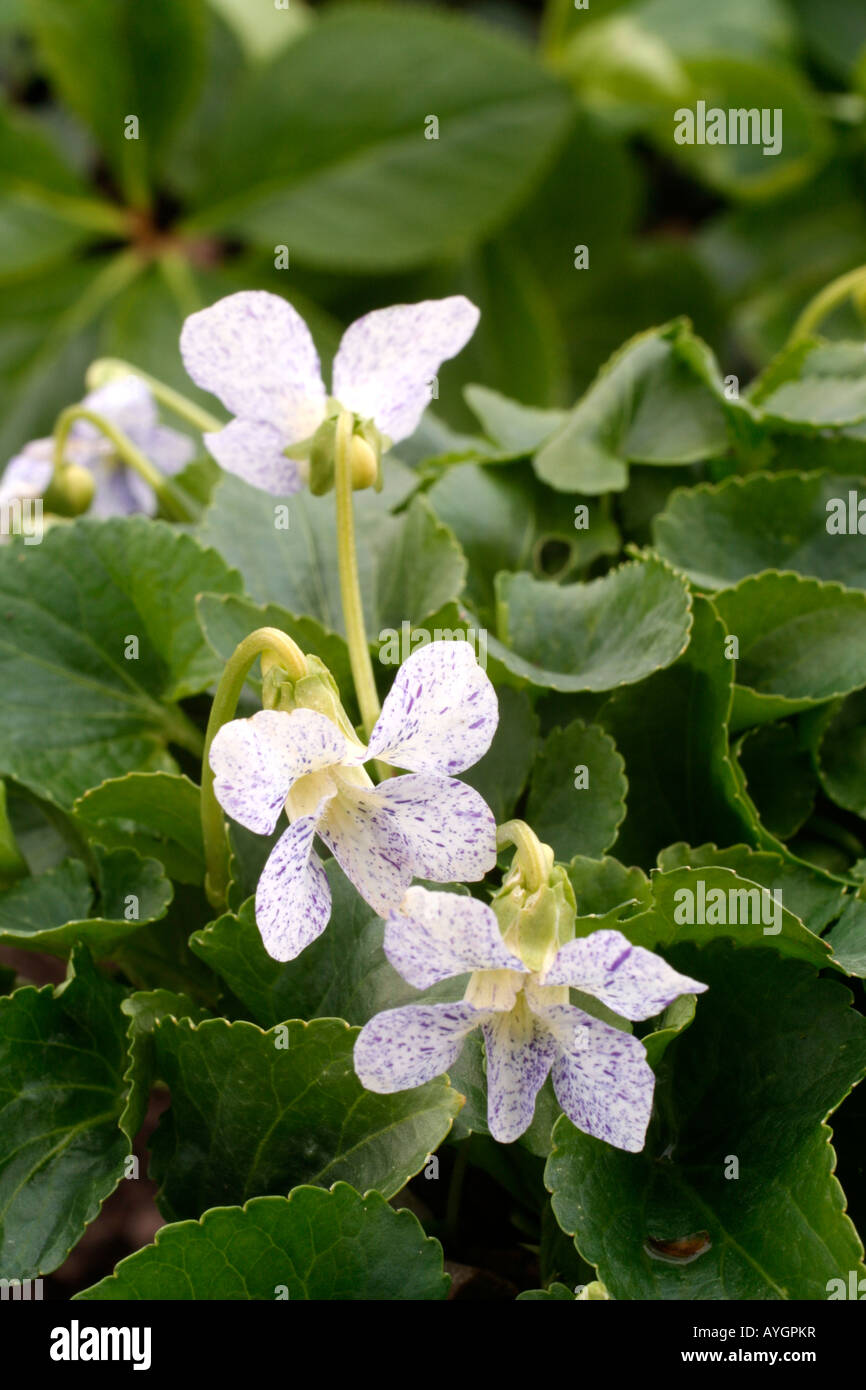 VIOLA SORORIA FRECKLES Banque D'Images