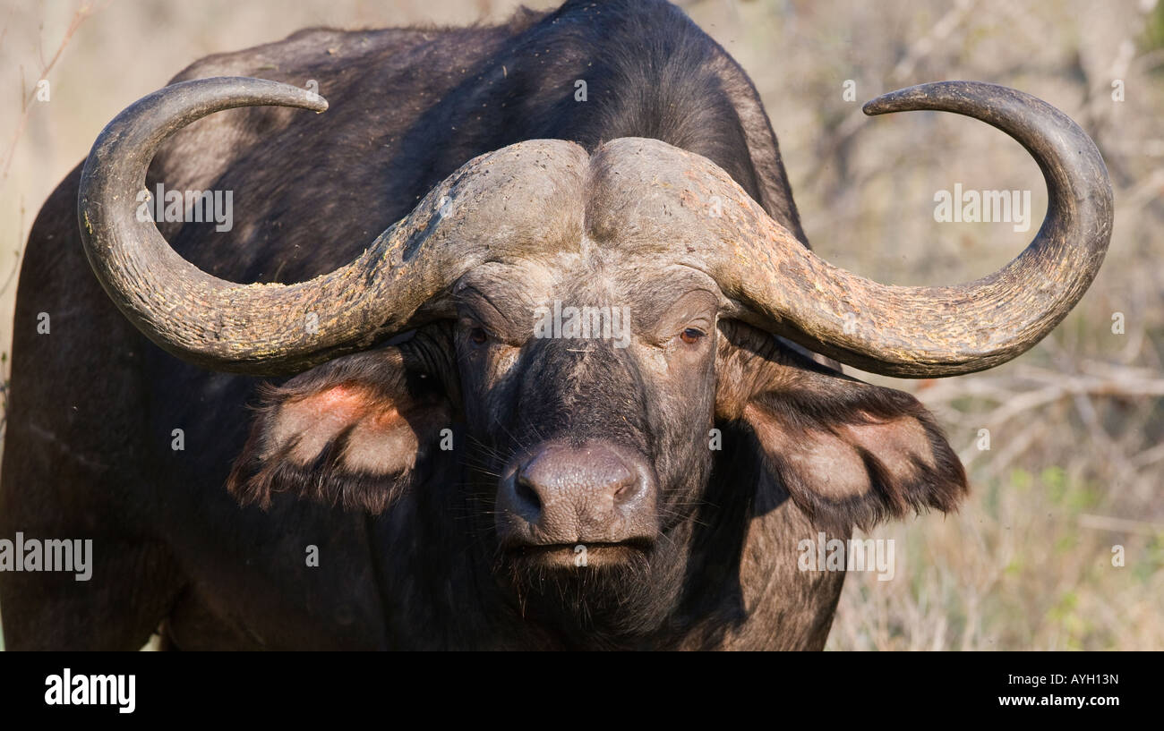 Close up of Cape Buffalo, Parc National Kruger, Afrique du Sud Banque D'Images