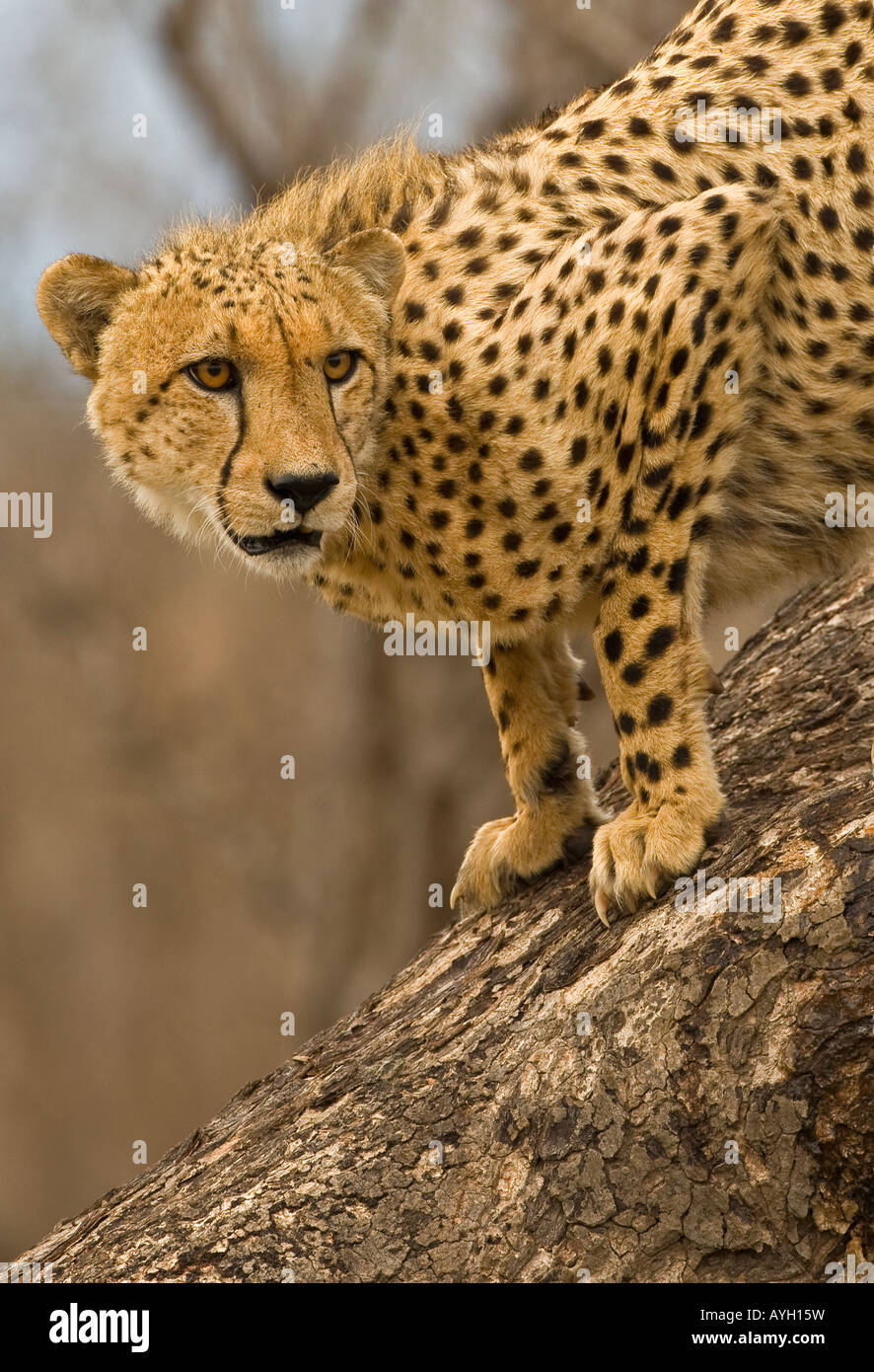 Cheetah sur tronc d'arbre, Parc National Kruger, Afrique du Sud Banque D'Images