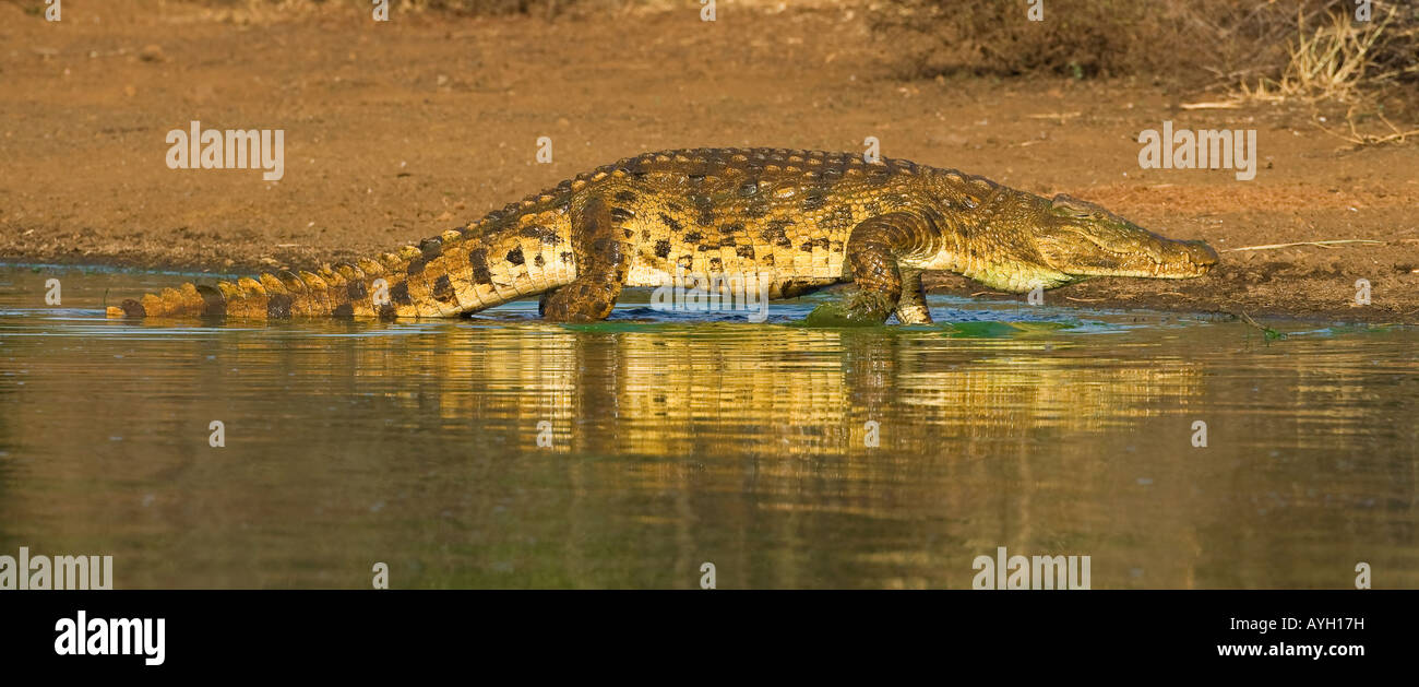 Crocodile du Nil marcher dans l'eau, Parc National Kruger, Afrique du Sud Banque D'Images