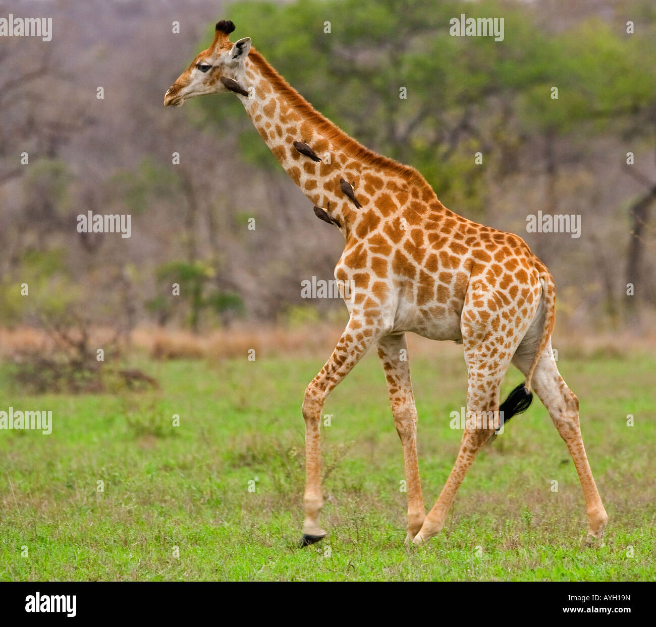 Girafe marche, Parc National Kruger, Afrique du Sud Banque D'Images
