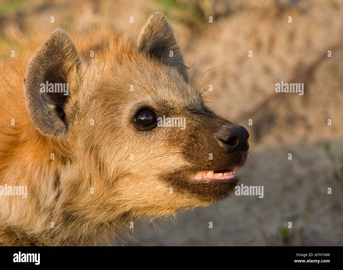 Close up de l'hyène tachetée, Parc National Kruger, Afrique du Sud Banque D'Images