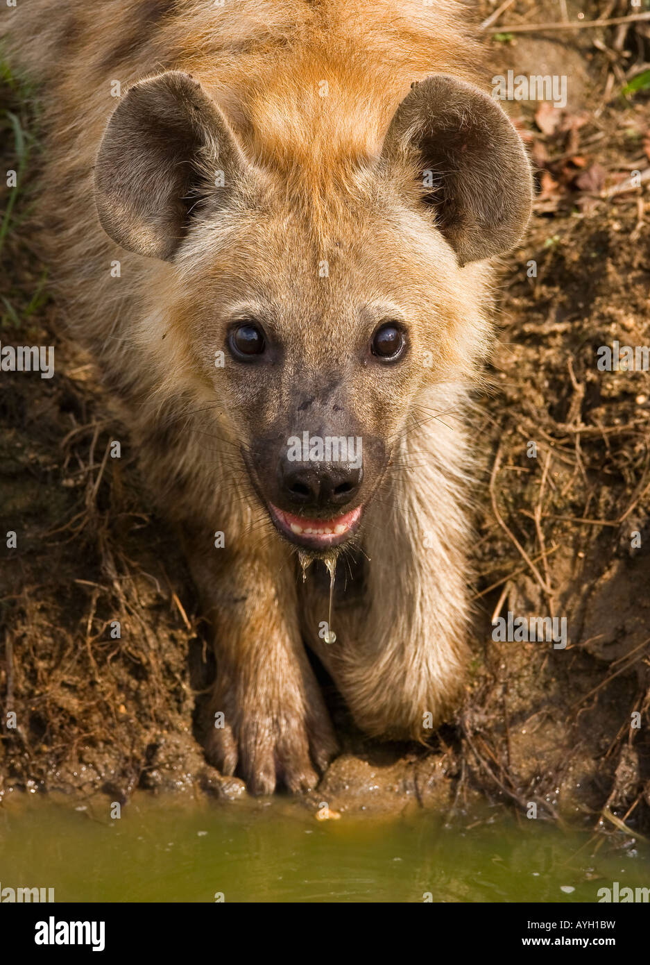 Close up de l'hyène tachetée, Parc National Kruger, Afrique du Sud Banque D'Images