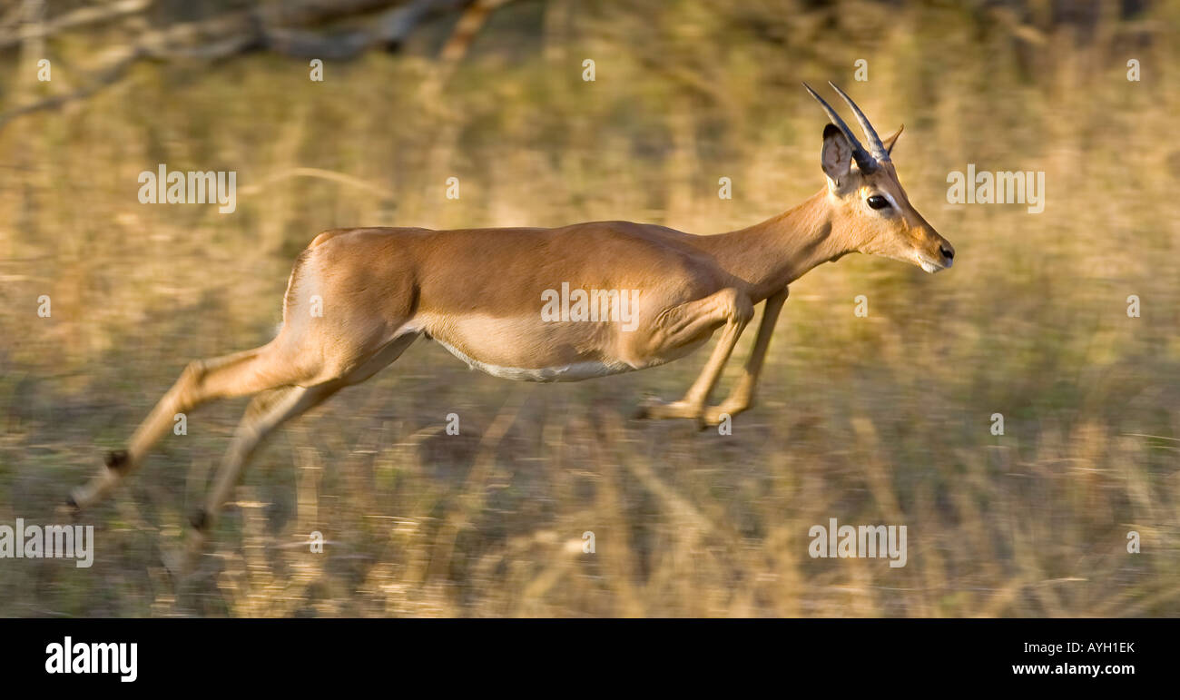Saut d'impala, Parc National Kruger, Afrique du Sud Banque D'Images