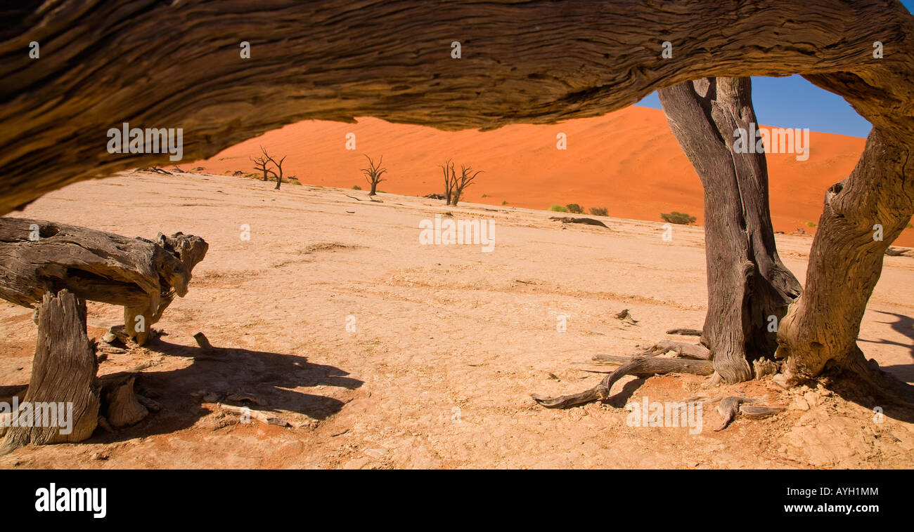 Avis en vertu de l'arbre mort, Désert du Namib, Namibie, Afrique Banque D'Images