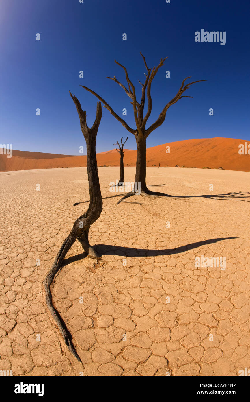 Les arbres morts, Désert du Namib, Namibie, Afrique Banque D'Images