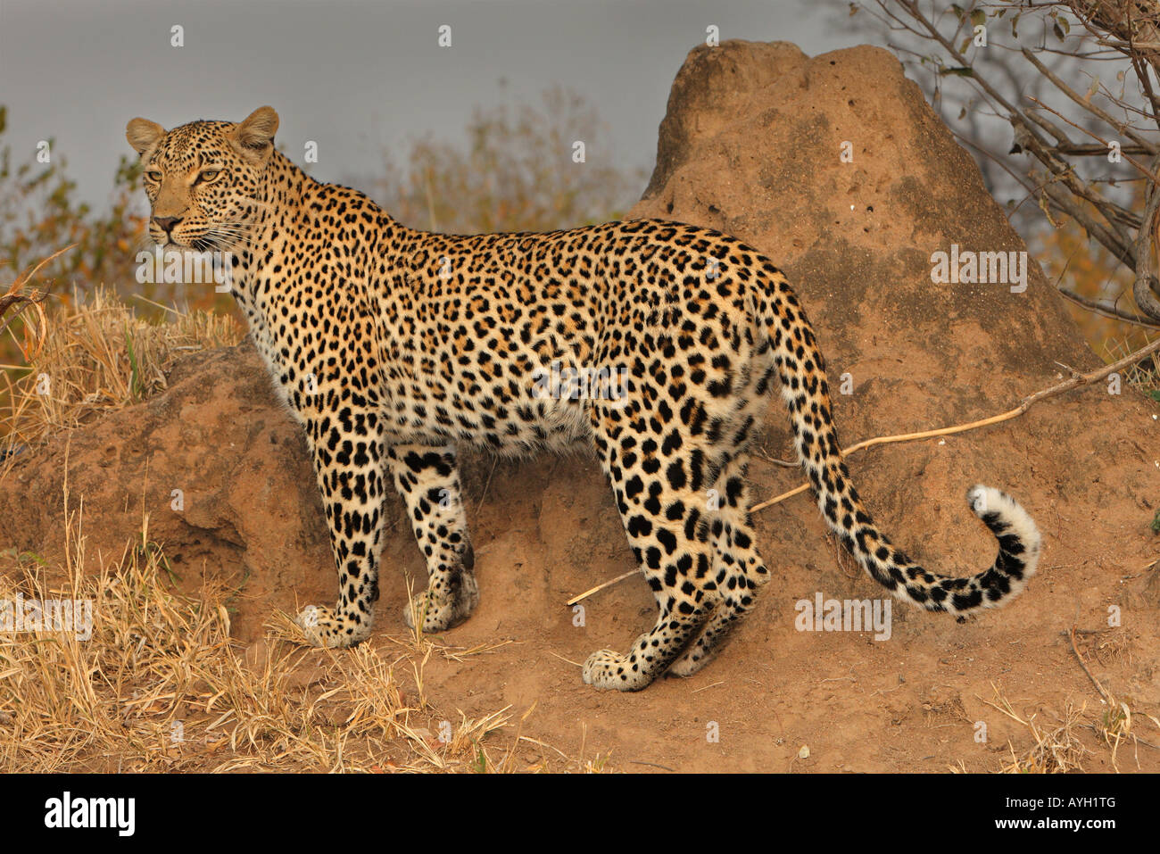 Close up of Leopard, Parc National Kruger, Afrique du Sud Banque D'Images