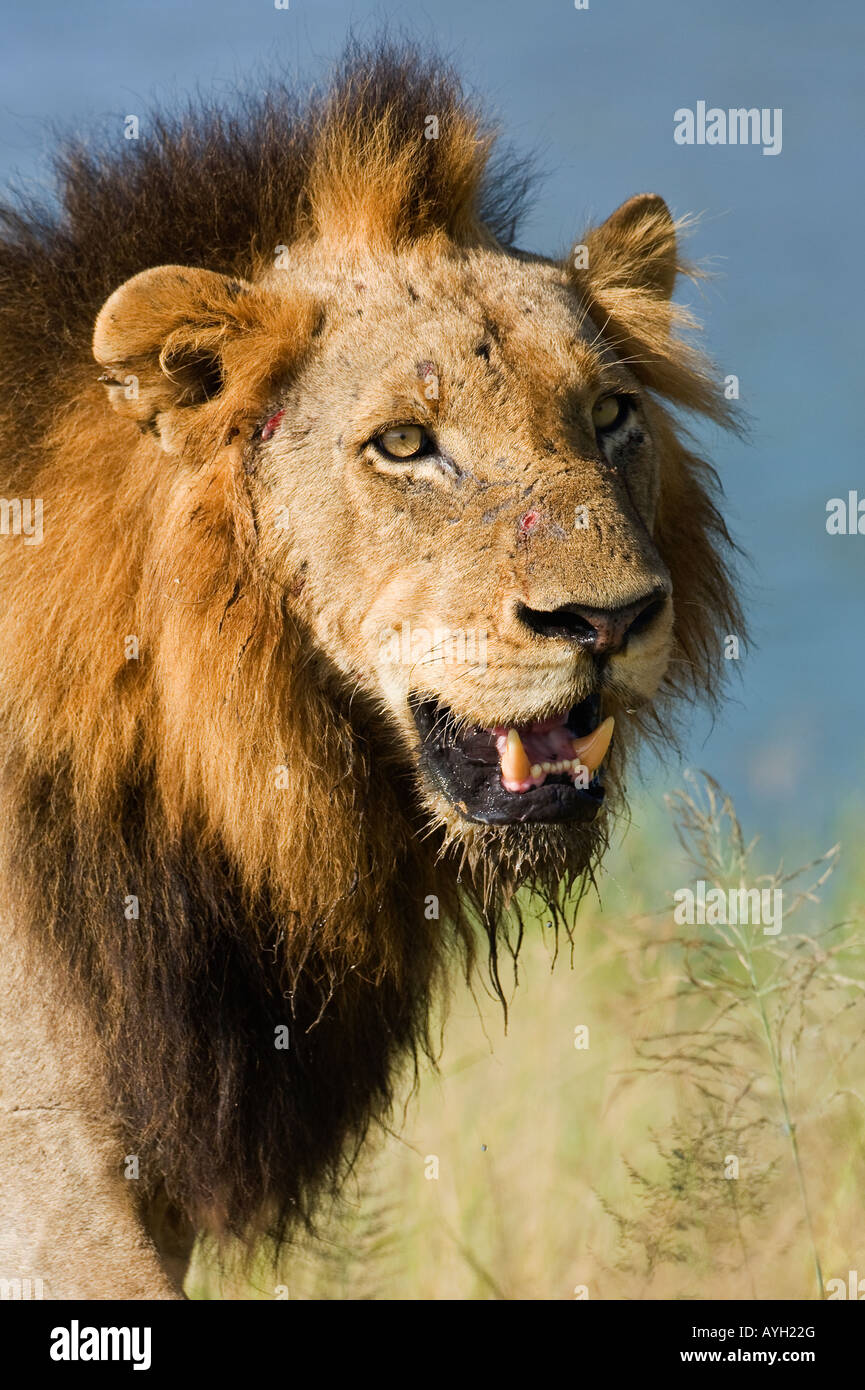 Close up of lioness, Kruger National Park, Afrique du Sud Banque D'Images